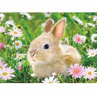 Image result for Bunny Wall Art