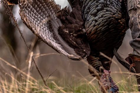 Guided Turkey Hunts in Texas | Dry Creek Outfitters