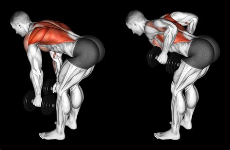 Dumbbell Bent-Over Row: Guide, Muscles Worked, Tips | Athlemove
