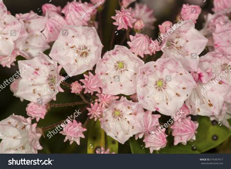 4,222 States Flower Shape Images, Stock Photos & Vectors | Shutterstock