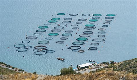 What Is Fish Farming 的图像结果