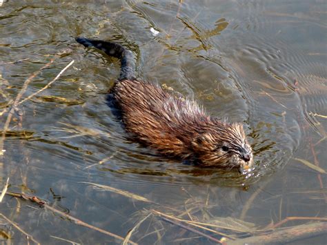 File:Muskrat swimming Ottawa.jpg - Wikipedia