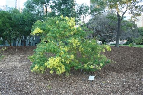 Acacia pubescens - Downy Wattle, Hairy-stemmed Wattle | Australian ...