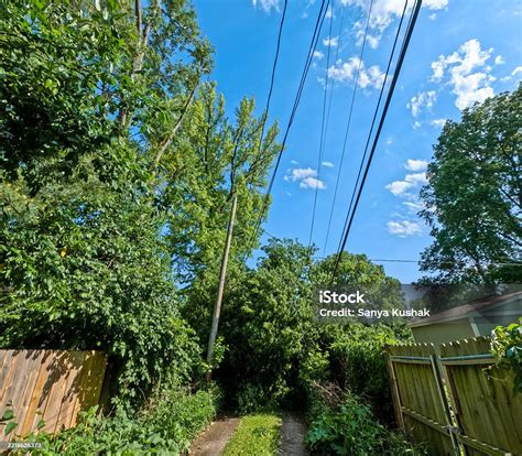 Image result for Tree Falling Hit Power Line