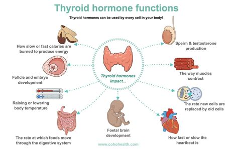 what is the function on thyroid gland ? plz bhai today exam hai ...