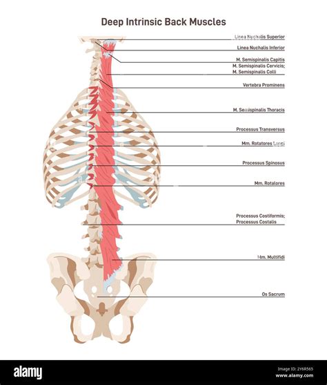 Transversospinalis Muscles