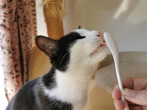 Can Cats Eat Yogurt? 7 Things to Know Before Feeding - A-Z Animals