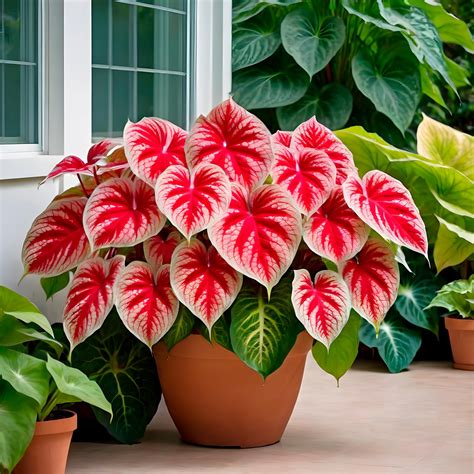 6 Crimson Skye Caladium Bulbs for Planting - Perennial Hosta, Elephant ...
