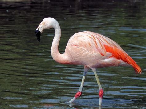 Flamingo Google Classroom Code 的图像结果