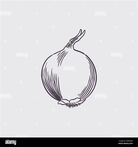 Ink sketch of onion isolated on white background Stock Vector Image & Art - Alamy
