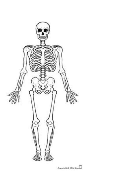 Image result for Basic Human Skeleton PDF