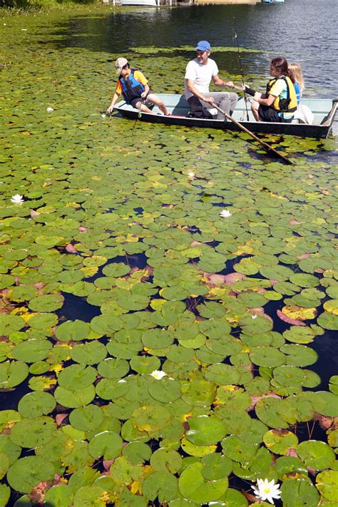 Water Lilies for Sale | Hardy Aquatic Flowering Plants – TN Nursery
