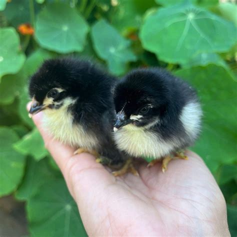Black Copper Marans Day Old Chicks | Safe Landing Farm