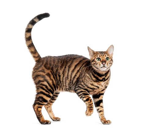 Cat Tail Movements Meaning: A Complete Guide to Body Language