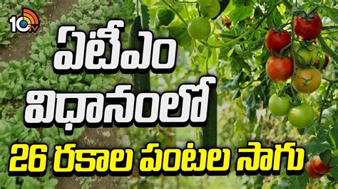 Crops In ATM System : 70 సెంట్లలో 26 రకాల పంటల సాగు.. ఏటీఎం విధానంలో ...