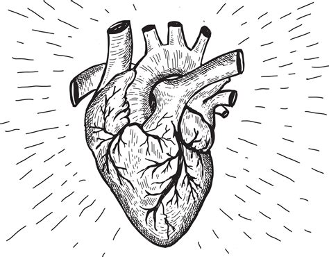 Heart anatomy hand drawn illustrations. 9669944 Vector Art at Vecteezy