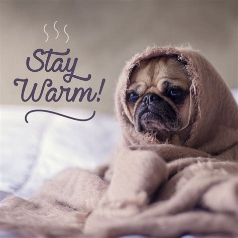 Stay Warm with This Cute Pug in a Blanket