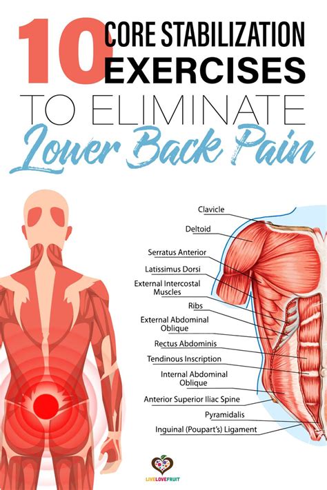 Image result for Core Exercises Lower Back Pain