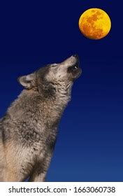 Image result for Wolves Crying