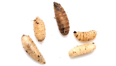 Where Do Maggots Come from and How to Get Rid of Them | EcoGuard