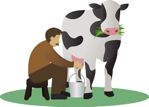 milking a cow vector illustration, cow milk and farmer, man feeding a cow and milking it, cow ...