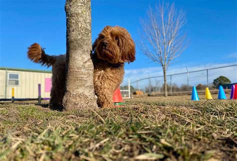 Image result for Mini Goldendoodle Cockapoo