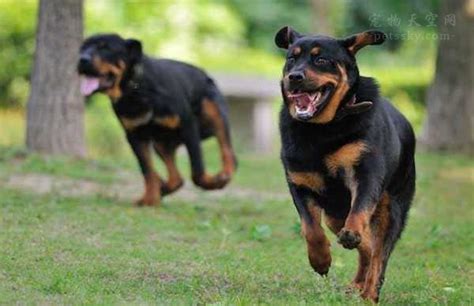 罗威纳犬：世界上最猛的犬_百科TA说
