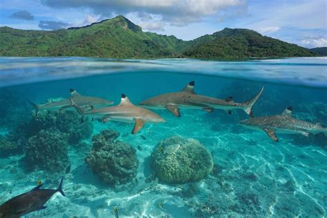 What Is A Group Of Shark Called at Leonard Richey blog