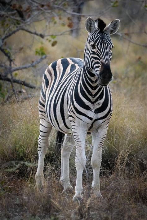 SEBATANA ELEPHANT LODGE (Vaalwater, South Africa - Waterberg) - Lodge ...