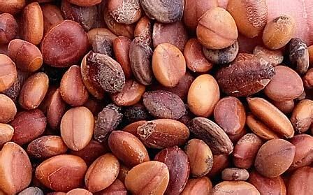 EasySeeds™ Cassia Fistula,Golden Shower Tree, Amaltas Seed,Indian ...