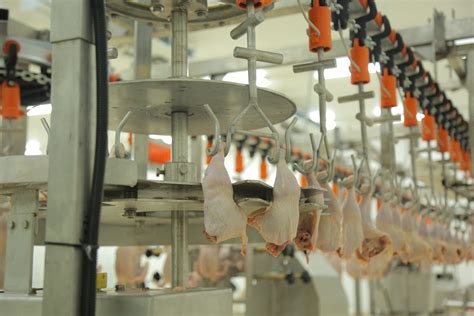 Chicken Processing Machines 的图像结果