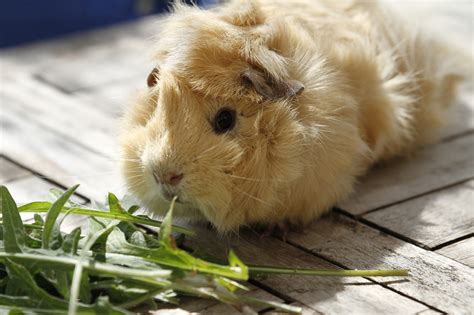 The Digestive System of Guinea Pigs - zooplus Magazine