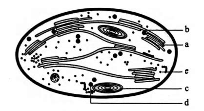 Recognise the figure and find out the correct matching.