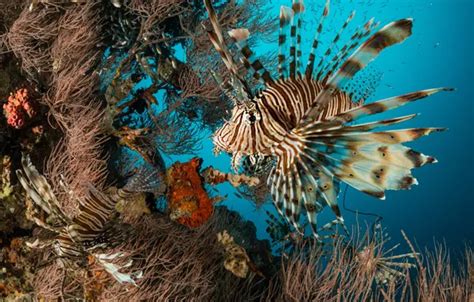 Wallpaper sea, fish, fish, corals, underwater world, ray - finned fish ...