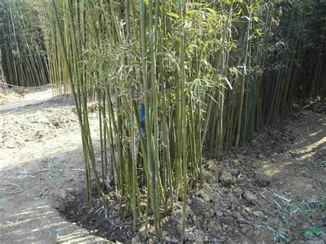 竹子种植技巧——简单易学的移竹种植方法 - 每日头条