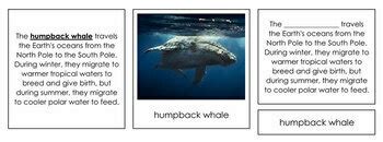 Animal Migration Cards (Animal Behavior) by Montessori Print Shop