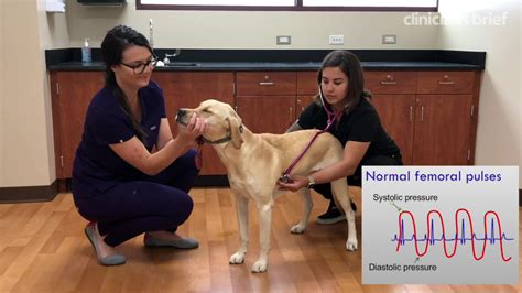 Video: How to Palpate a Pulse