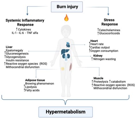 European Burn Journal | An Open Access Journal from MDPI