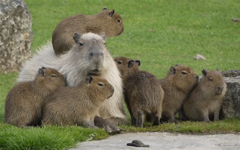 Majestic Capybara Family - HD Animal Wallpaper