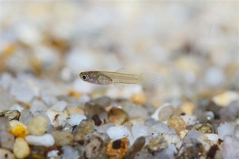 Image result for Poisson Animal