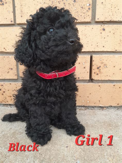 Black Miniature Poodle Puppy