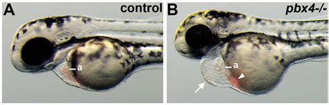 Pbx4 is Required for the Temporal Onset of Zebrafish Myocardial ...