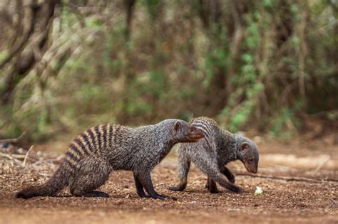 Mongoose against trees in forest | Premium Photo