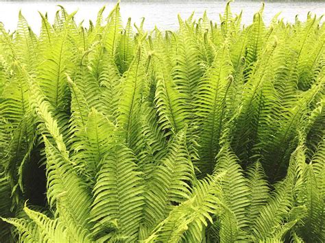 Ferns Plants Types