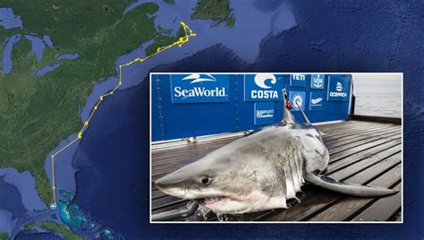 Snowbird shark: 11-foot great white pings off South Florida coast | FOX ...