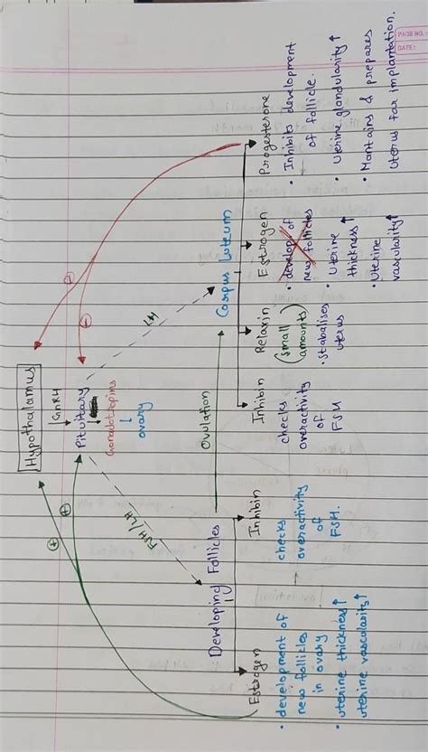 Write the functions of each hormone secretes during menstrual cycle ...