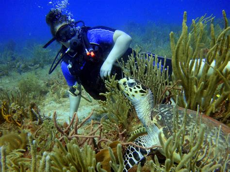 SCUBA-MEX DIVE CENTER - All You Need to Know BEFORE You Go (with Photos ...