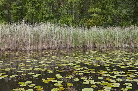 芬兰 的图像结果