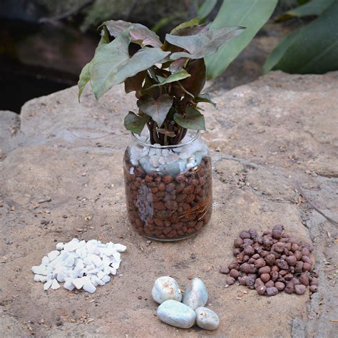 Flushed Camouflage Water Terrarium Kit