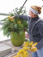Image result for Growing Mums in Containers